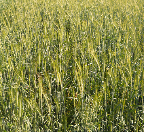 Triticale